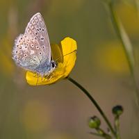 Common Blue 1 